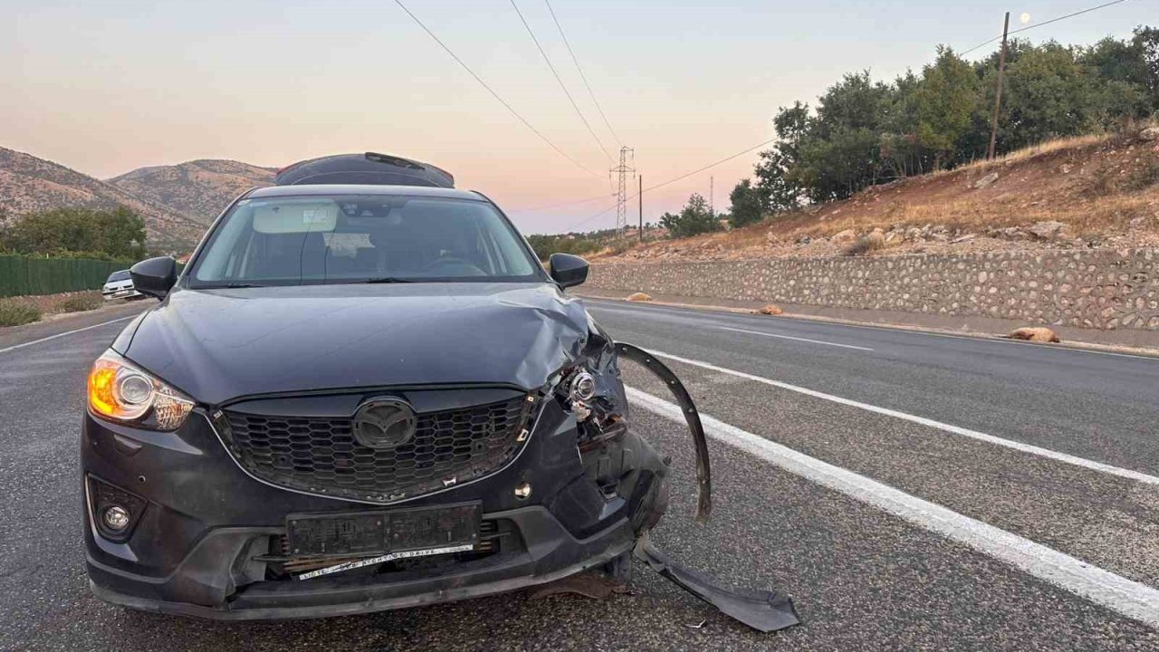Karayoluna çıkan sürüye otomobil çarptı