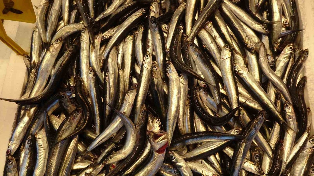 Hamsiyi tezgahta erken gören balıkçı sevinsin mi üzülsün mü bilemedi