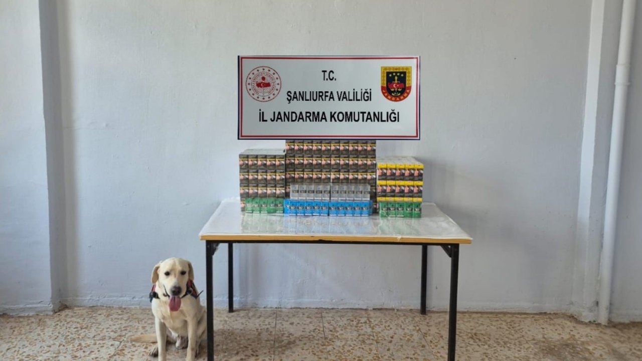 Şanlıurfa’da 7 bin 777 paket gümrük kaçağı sigara ele geçirildi