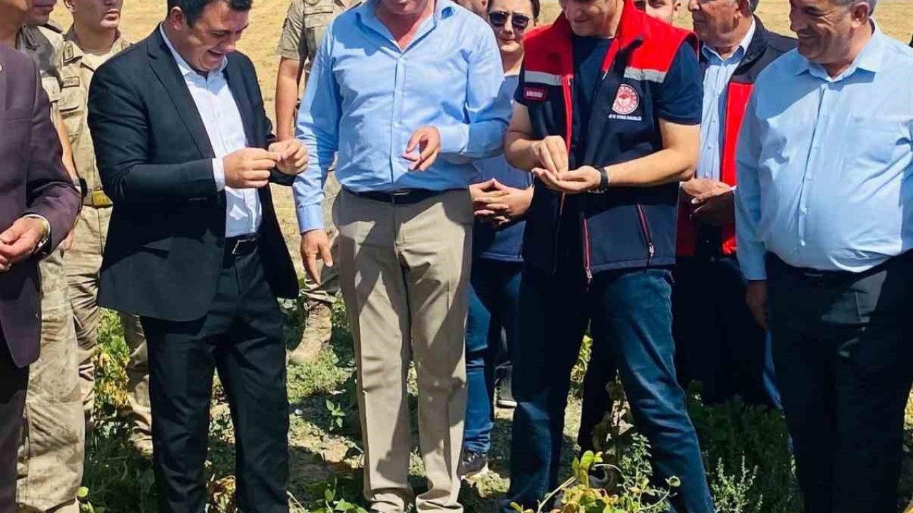 Patnos’ta fasulye hasadı başladı