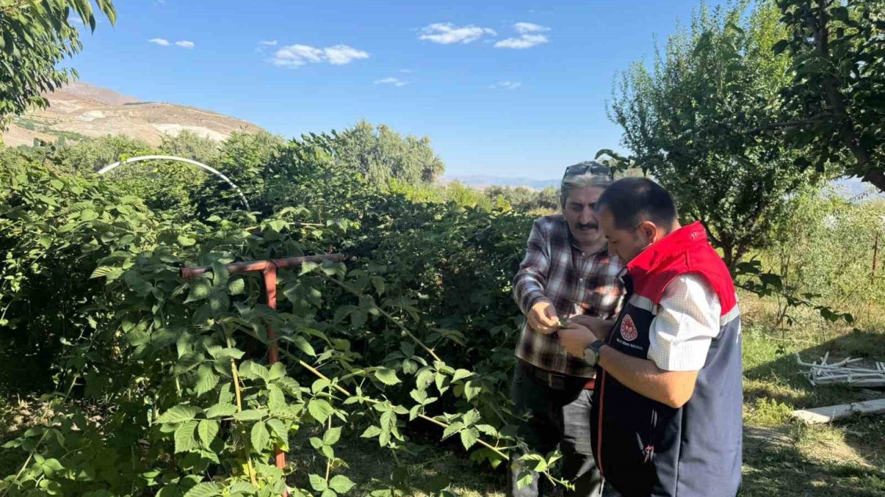 Büyük Çakırman köyündeki böğürtlen üretimi yerinde incelendi