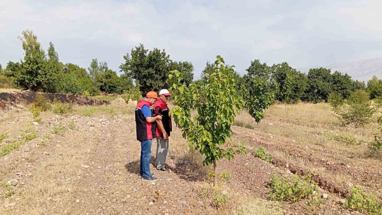 Konakbaşı köyündeki dut bahçesinde hastalık ve zararlı kontrolleri yapıldı