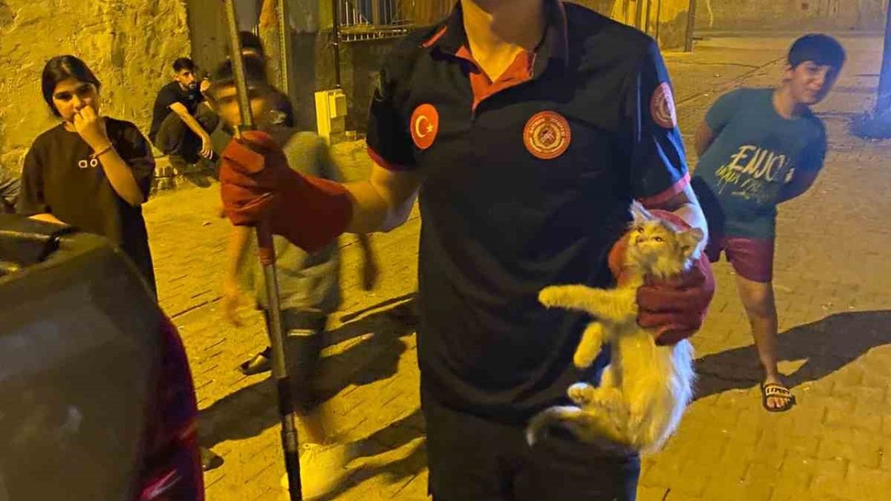 Batman’da pano içinde mahsur kalan kedileri itfaiye ekipleri kurtardı