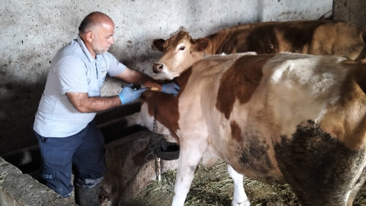 Aydıntepe’nin birçok köyünde şap aşılamaları tamamlandı