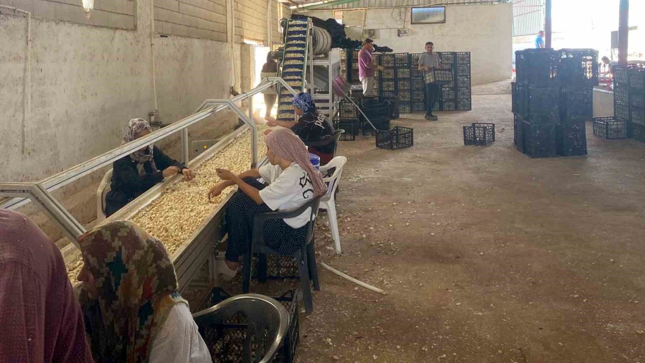 Arabanlı sarımsak çiftçisi, Ata tohumu tesisi kurdu