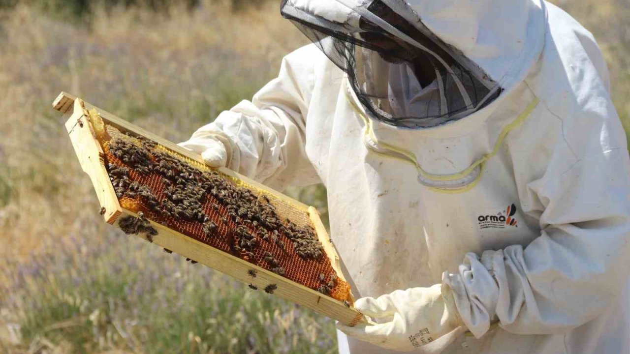 Lavanta bahçeleri hem göze hem damağa hitap ediyor