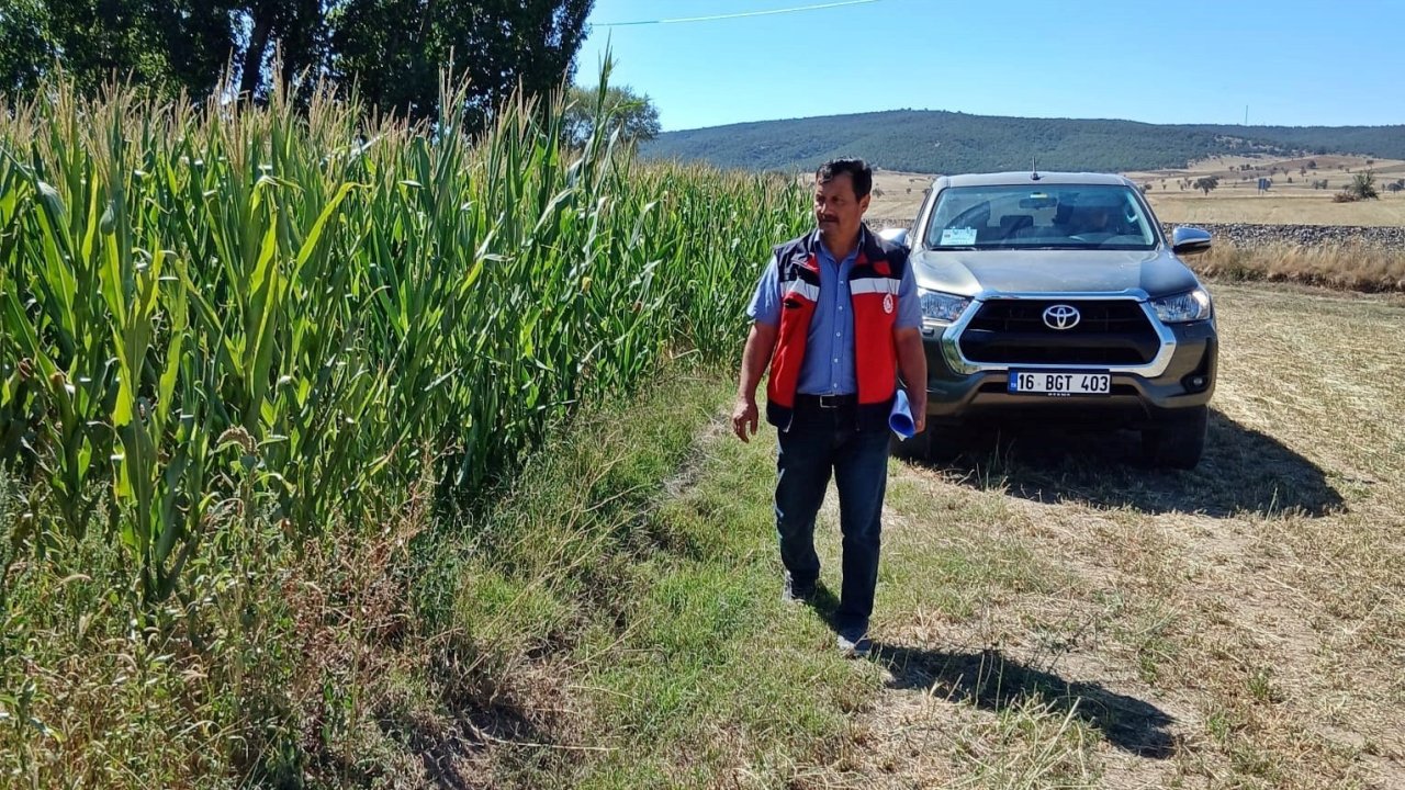 Kütahya’da silajlık mısır kontrolleri