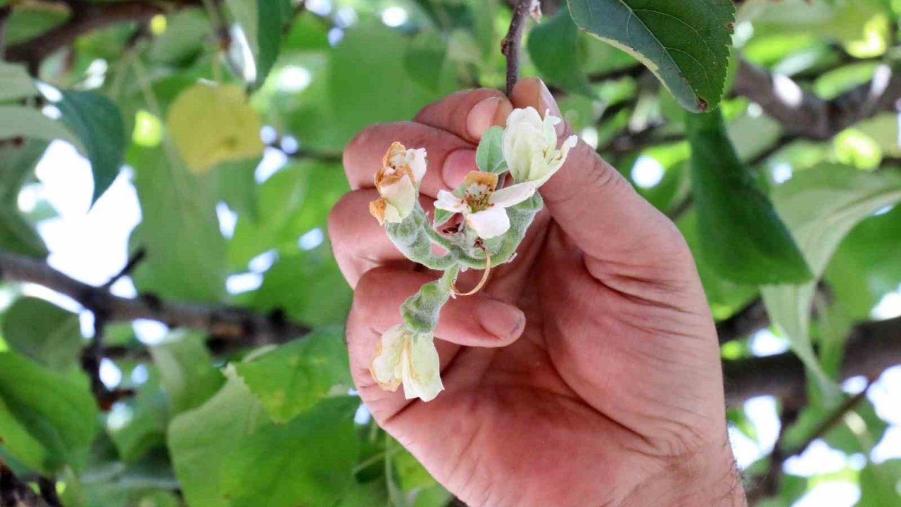 Gümüşhane’de mevsimi şaşıran elma ağacı Eylül ayında çiçek açtı