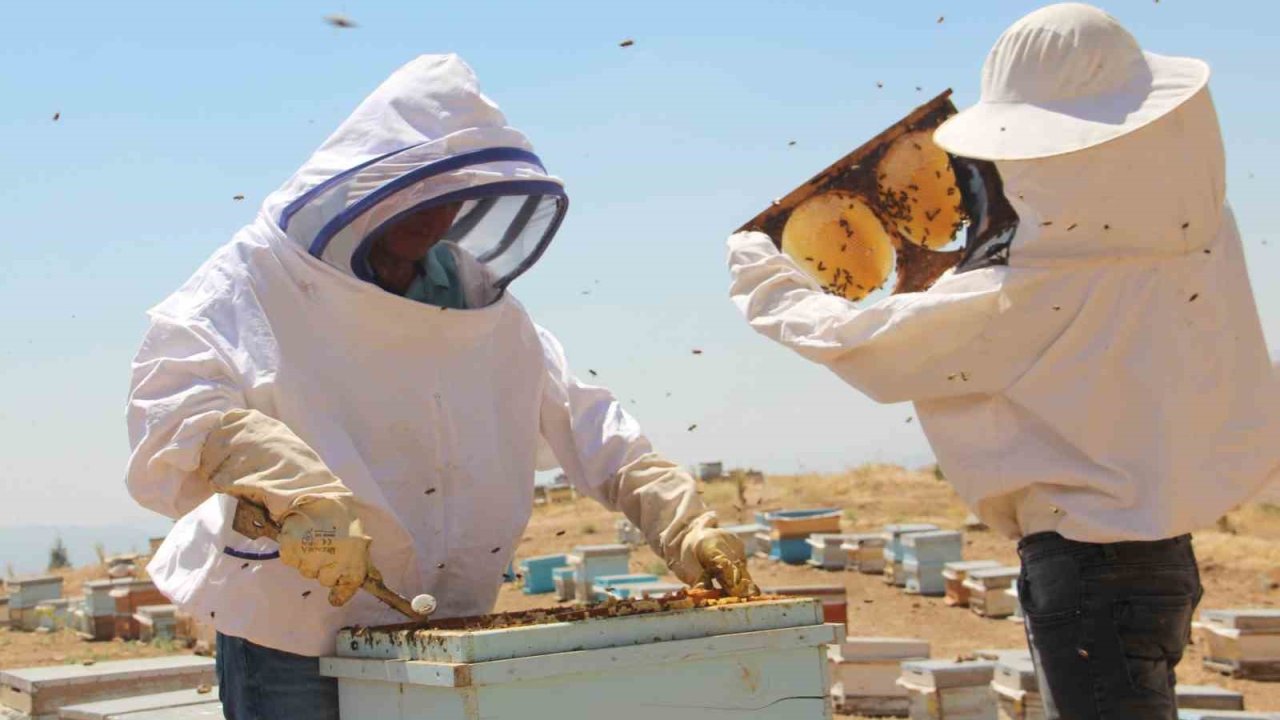 Erzincan’da arıcıların bal hasadı sürüyor