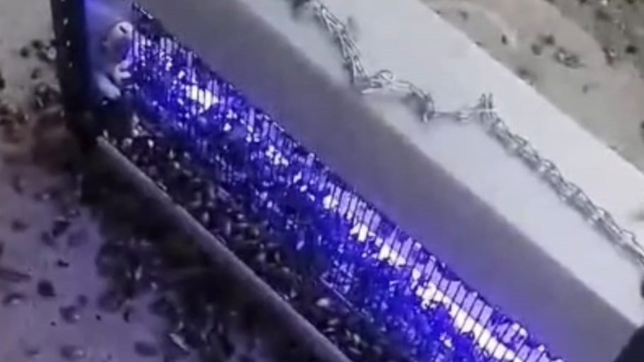 Kahverengi kokarcaya ultraviyole çözüm