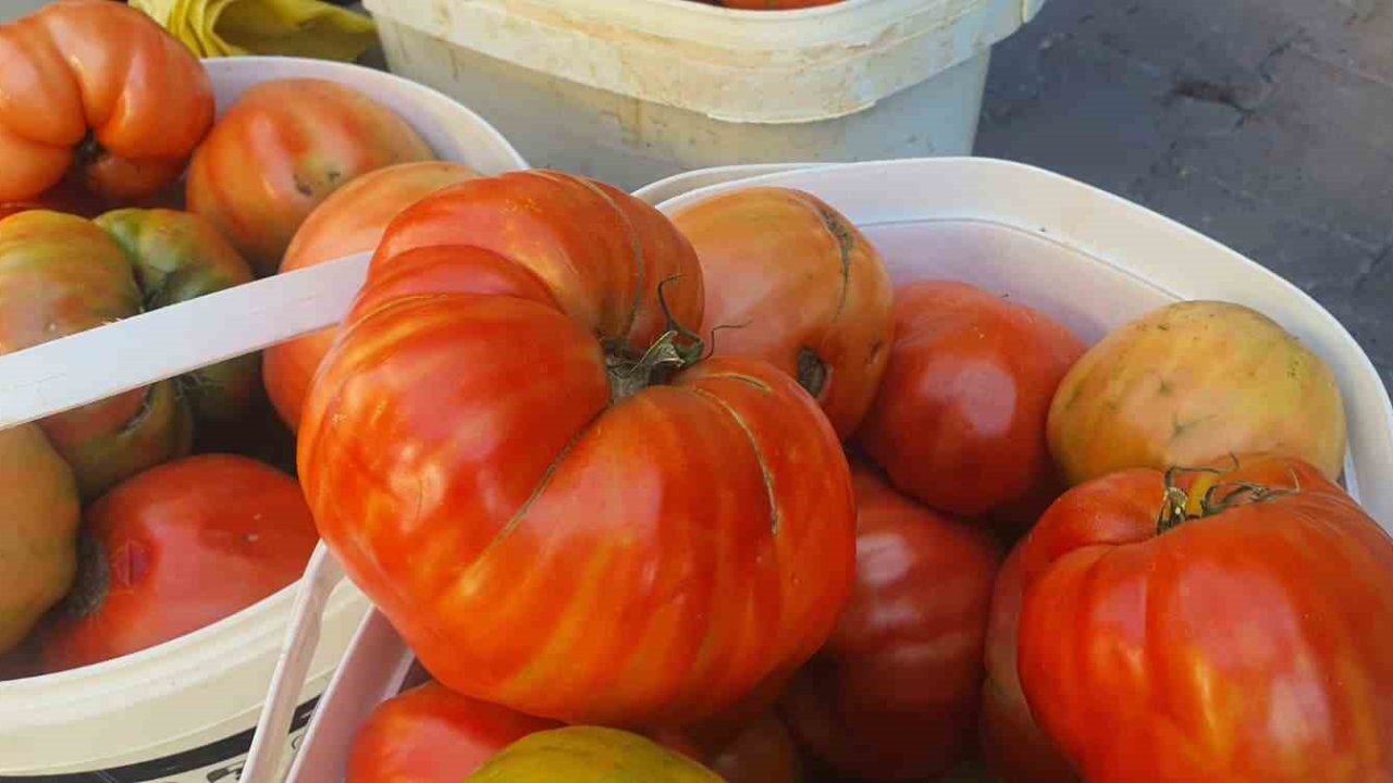 Ata tohumundan yetişen Mahman domatesi tezgahlarda yerini aldı