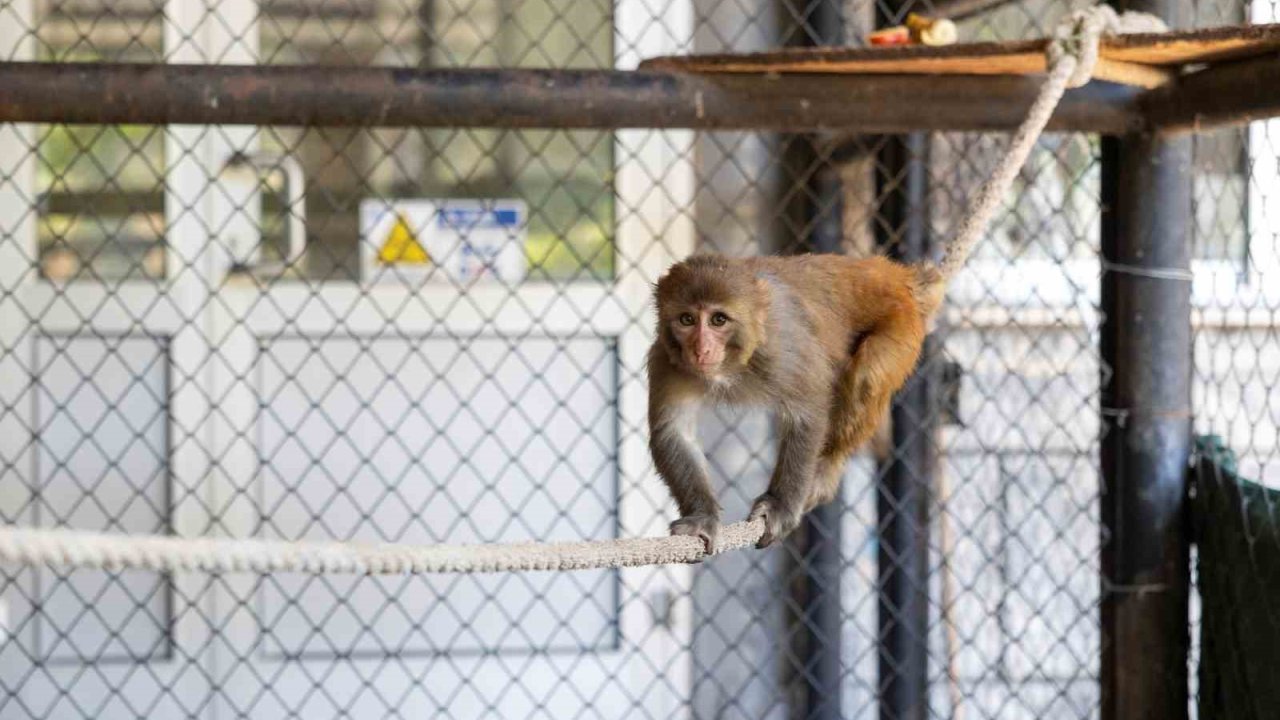 Şiddet mağduru maymun Mersin’de koruma altına alındı