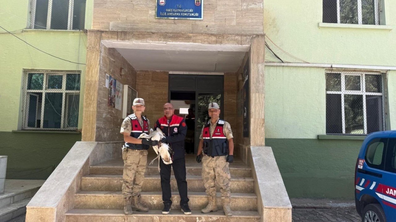 Hınıs’ta Toy kuşu yaralı olarak bulundu