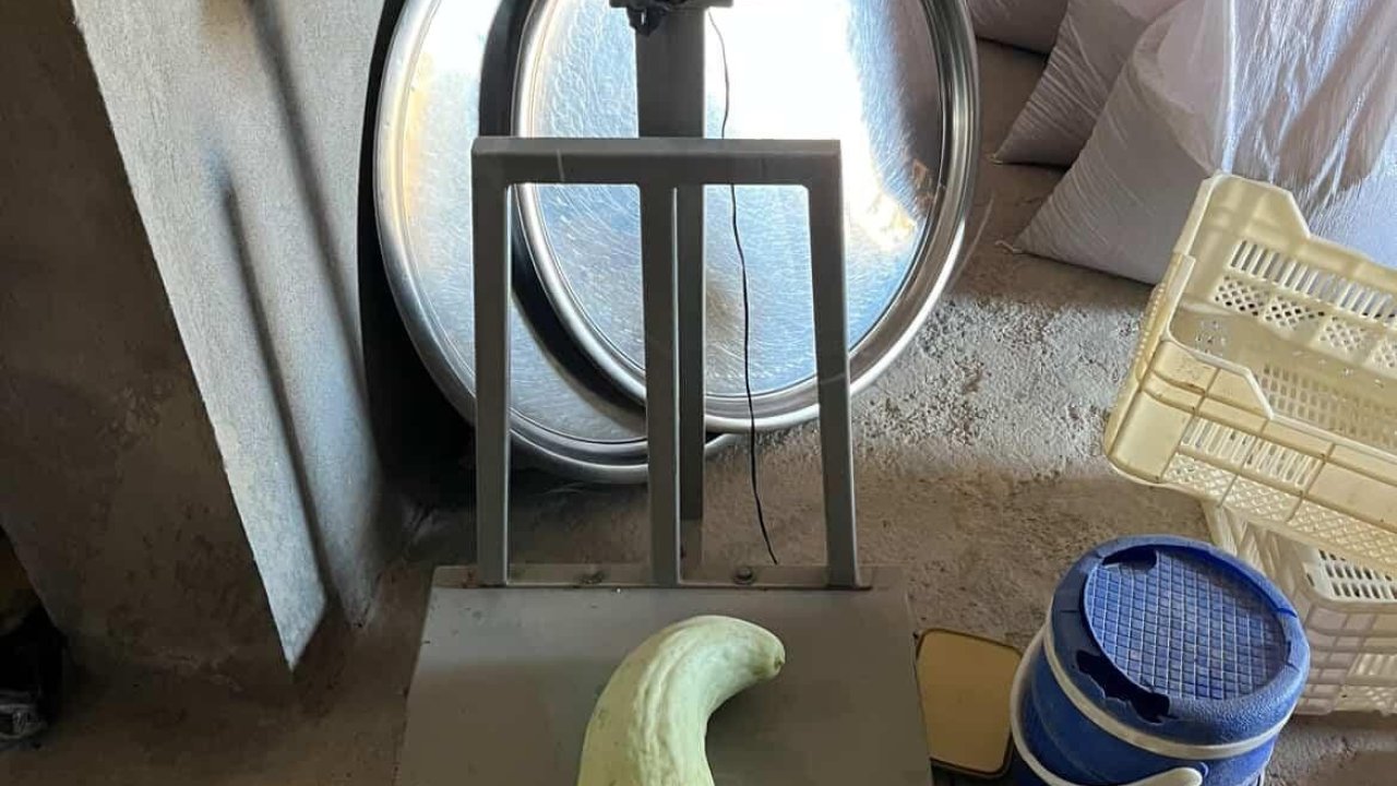 Elazığ’da 4,5 kiloluk dev acur hayrete düşürdü