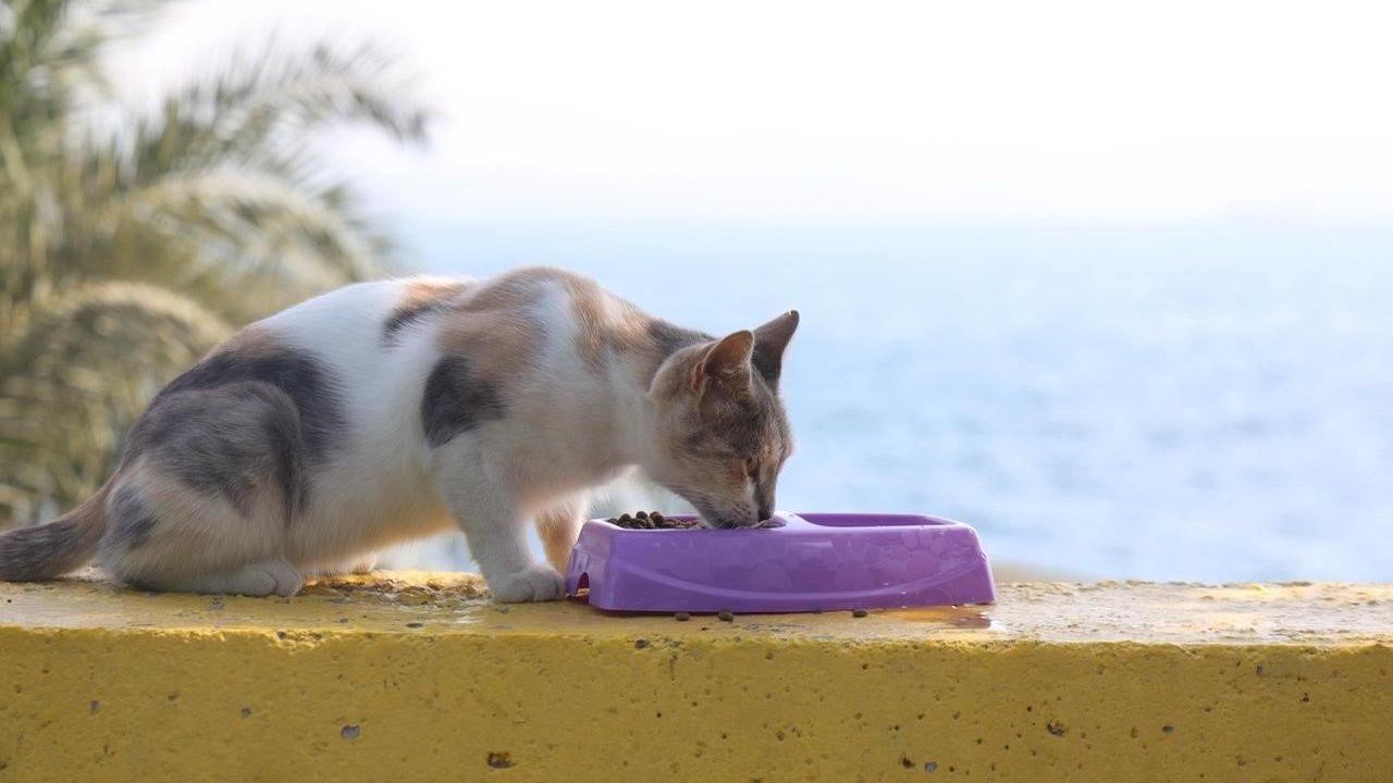 Darıca’da sokak hayvanları için mama ve su kapları yerleştirildi