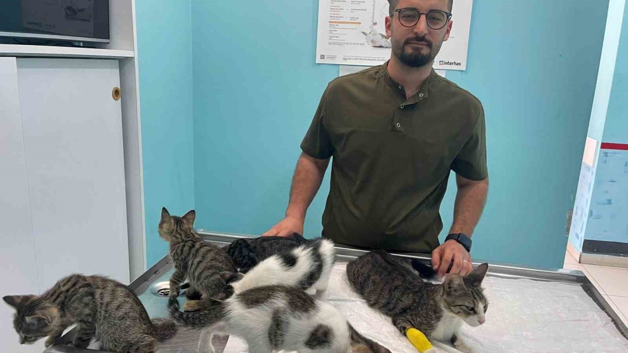 Alanya’da hayvana eziyet cezasız kalmadı