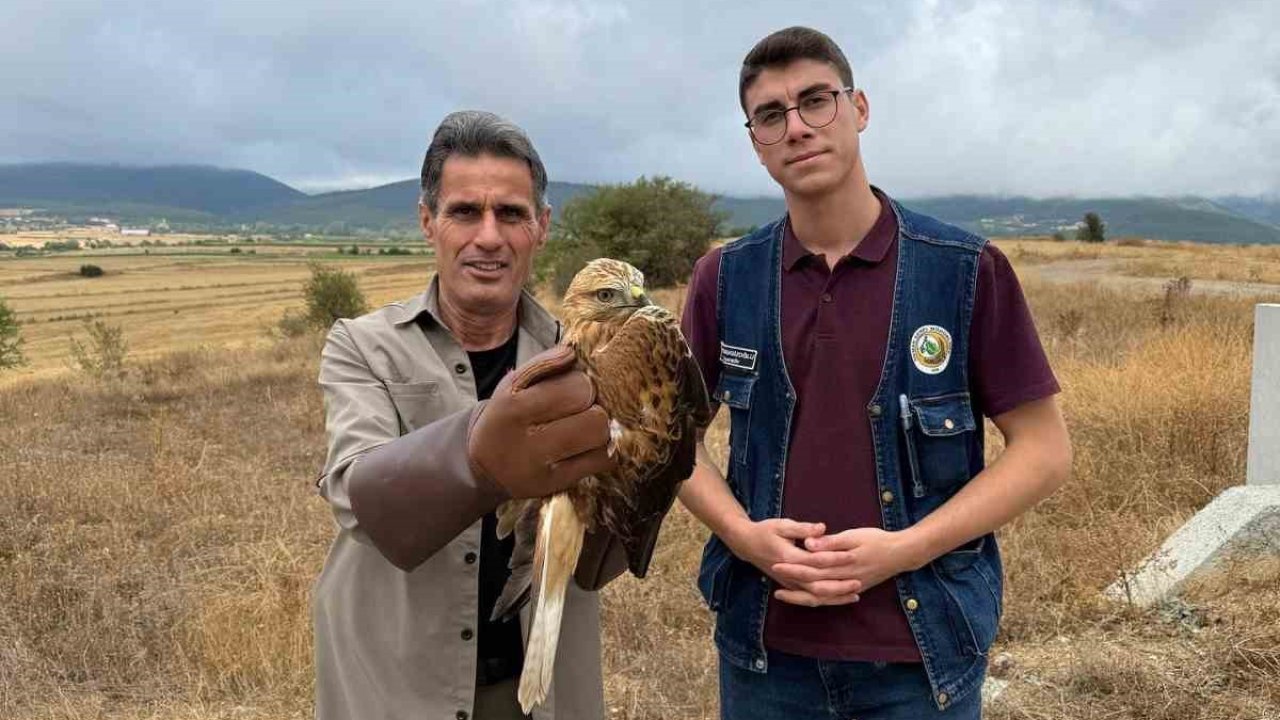 Kastamonu’da yaralı halde bulunan şahin tedavi altına alındı