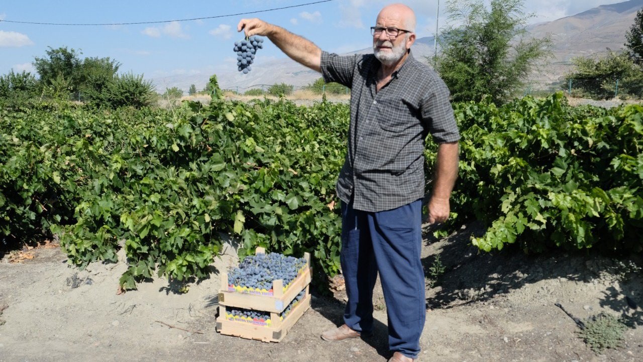 Erzincan Cimin üzümünde hasat başladı: Sofralıkta eşsiz, şarapta kullanılamaz
