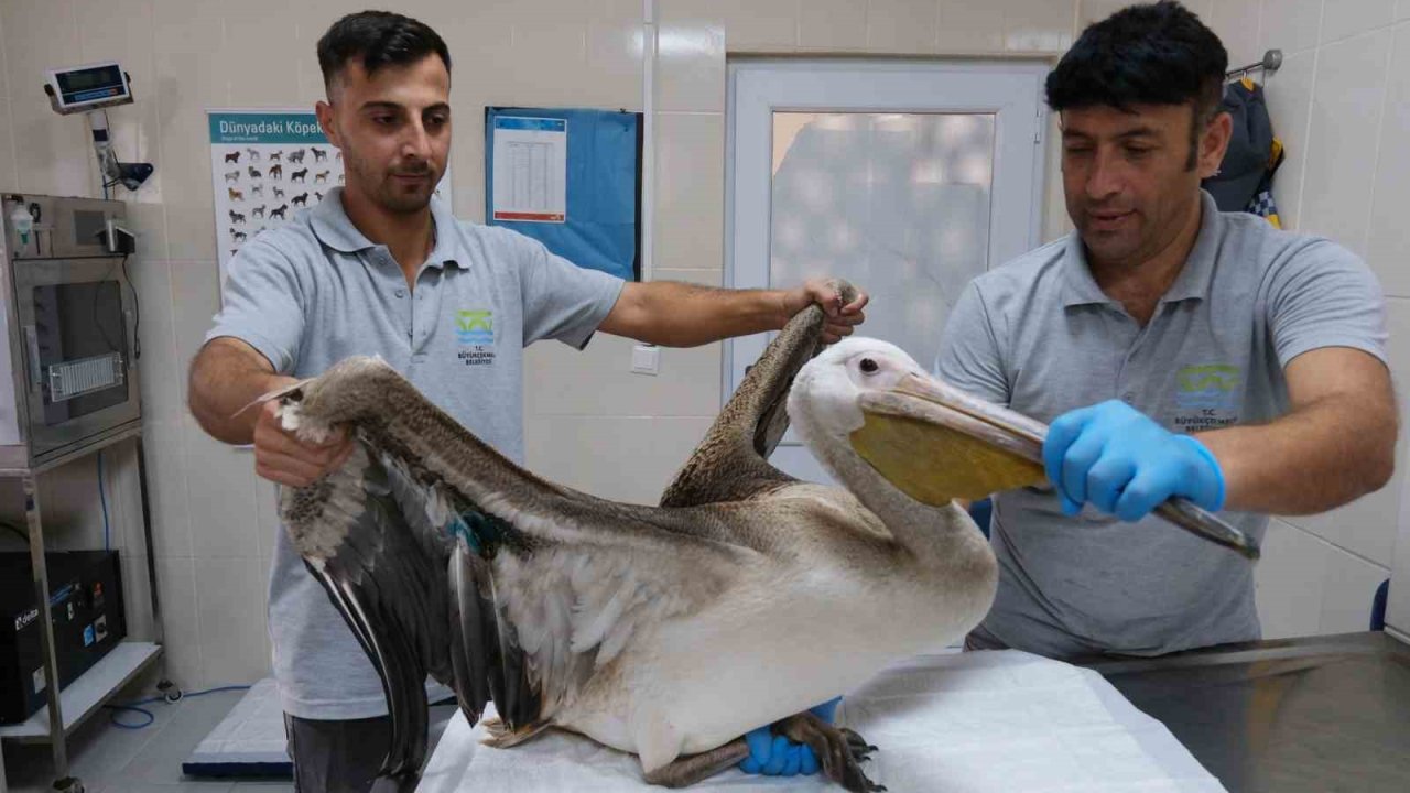 Büyükçekmece’de göç yolculuğunda yaralanan pelikana ilk müdahale yapıldı