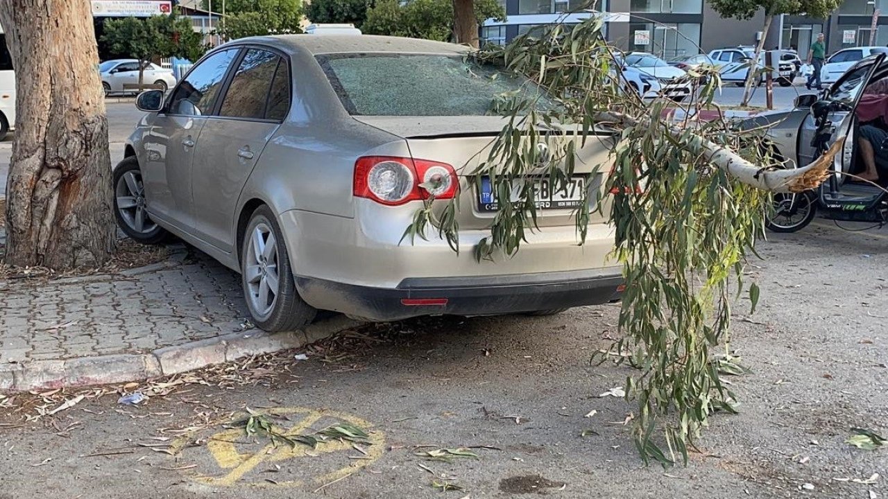 Kırılan ağaç dalı otomobile zarar verdi