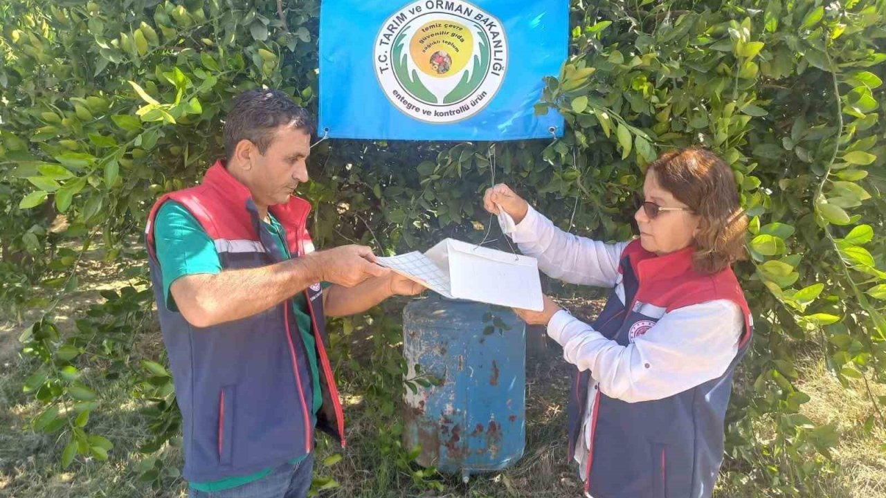 Aydın’da Akdeniz meyve sineği ile mücadele başladı