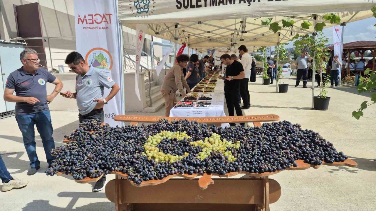 Tekirdağ’da üzüm şöleni: Onlarca yeni çeşit tanıtıldı