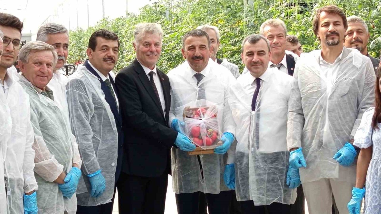 Zonguldak’ta Sera OSB’de ilk domates hasatı gerçekleştirildi