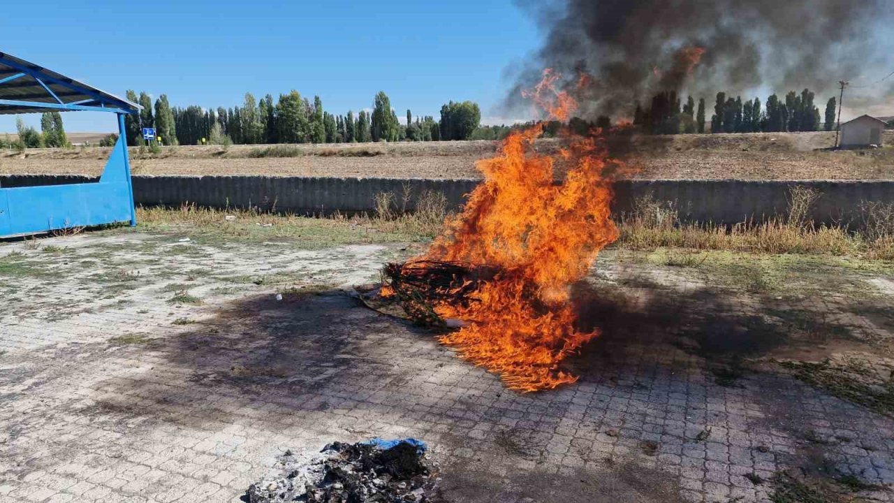 Alaca’da ele geçirilen 21 kök kenevir imha edildi