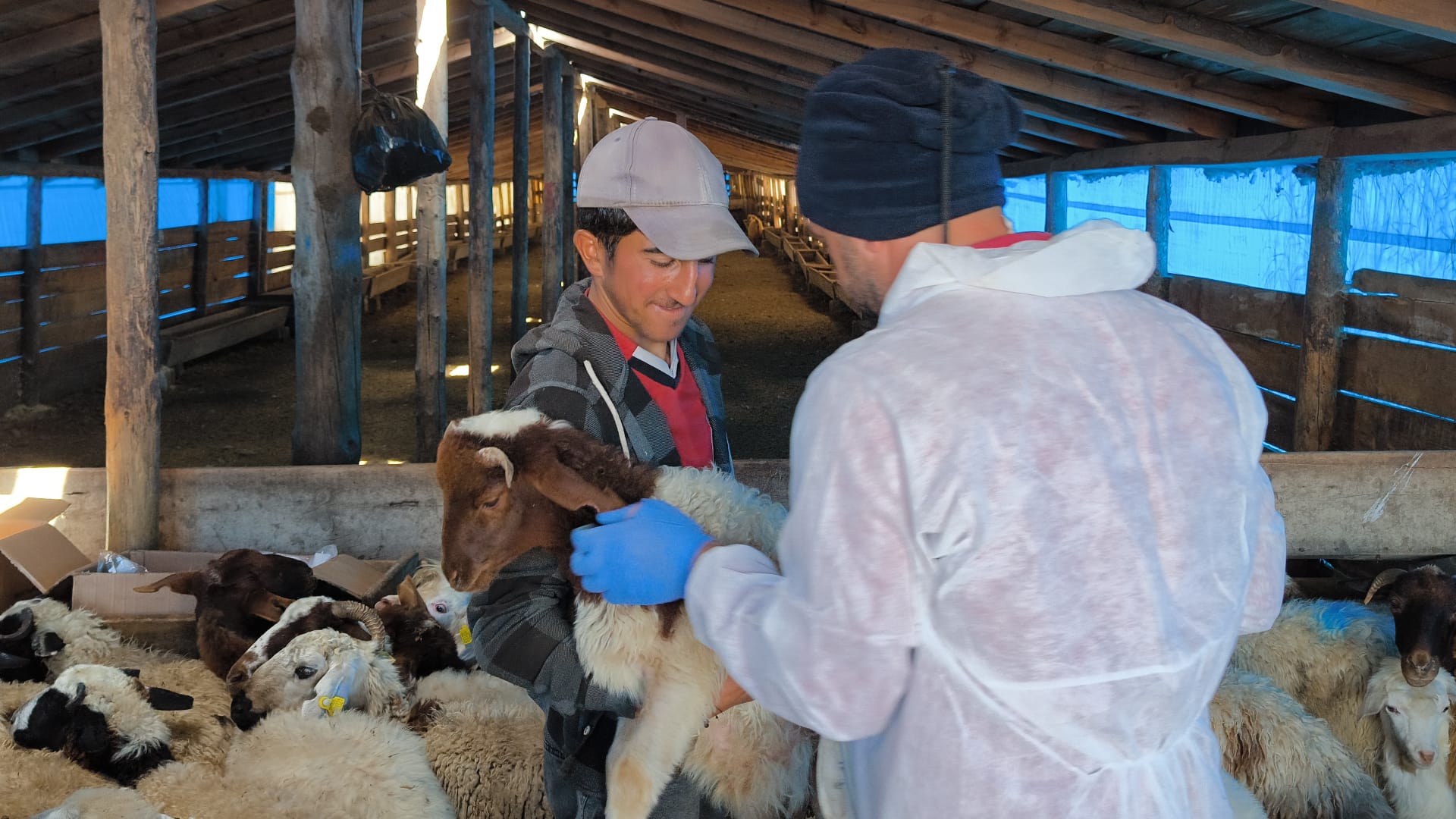 Kars'ta küçükbaş hayvanlara Brucella aşısı uygulanıyor