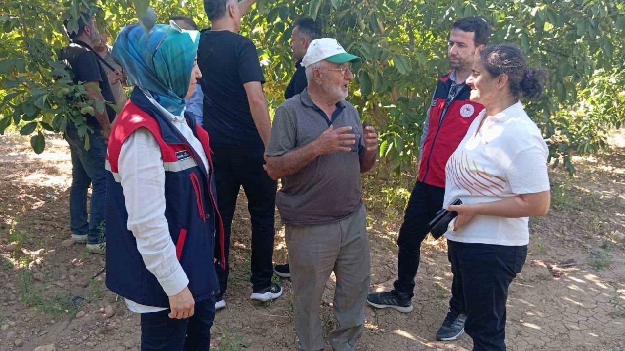 Hasat öncesi ceviz bahçelerinde inceleme yapıldı