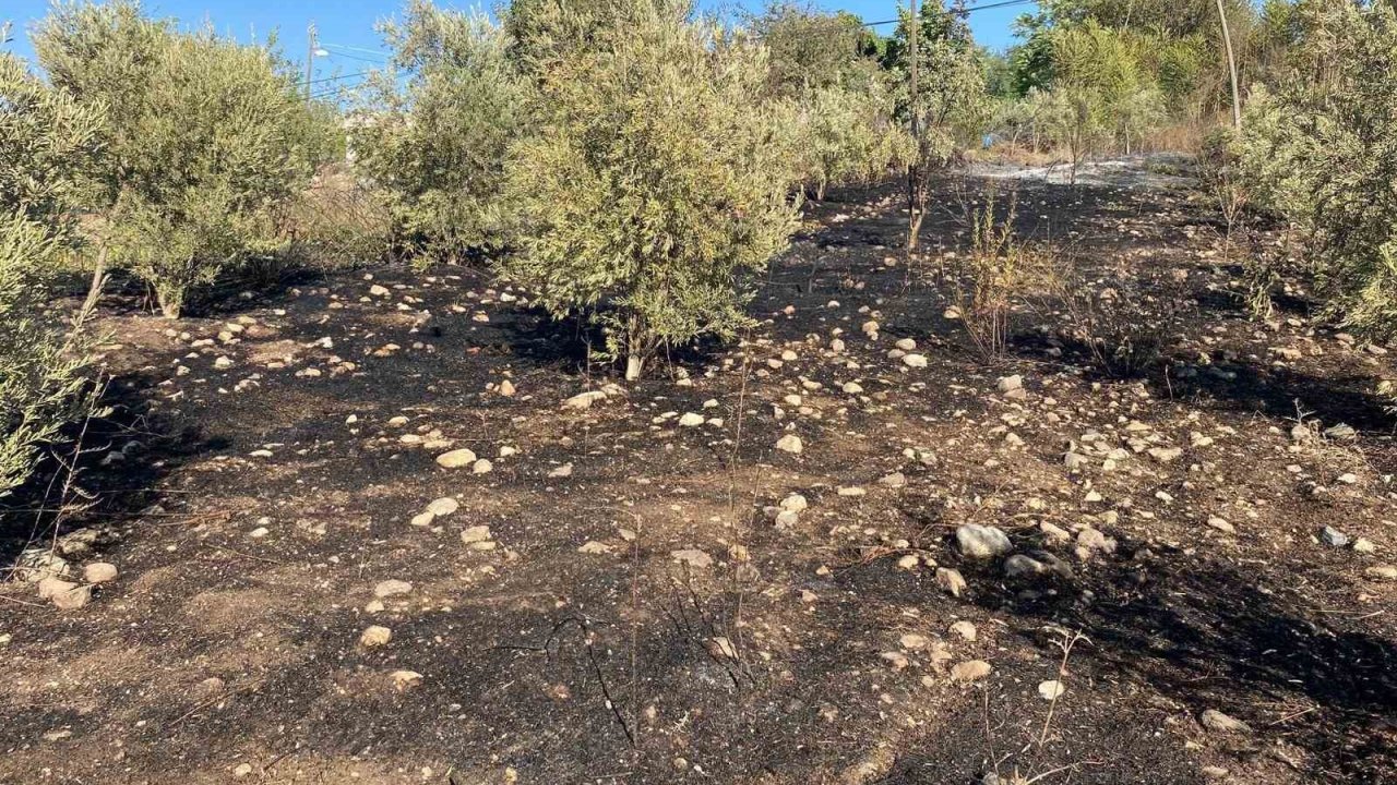 Osmaniye’de zeytinlik alanda çıkan yangın paniğe neden oldu