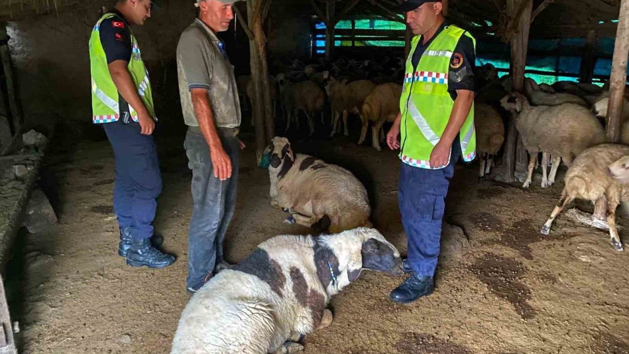 Kırşehir’de kayıp küçükbaş hayvanlar bulundu