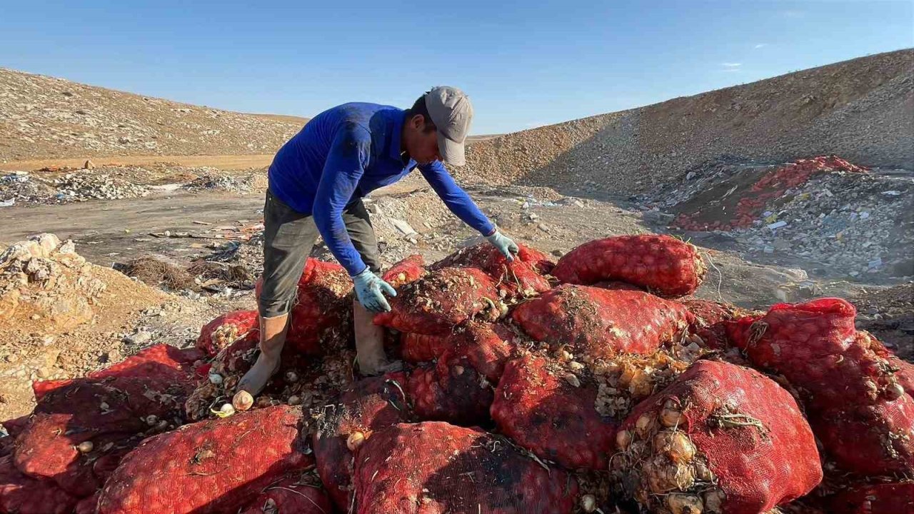 Boş araziye dökülen tonlarca soğanı vatandaşlar evlerine götürdü