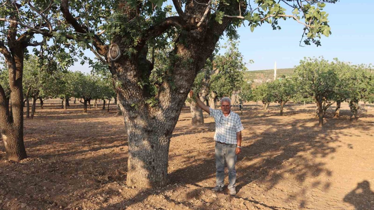 Kuraklığın vurduğu yüzlerce yıllık anıt fıstık ağaçları kuruma tehlikesi yaşıyor