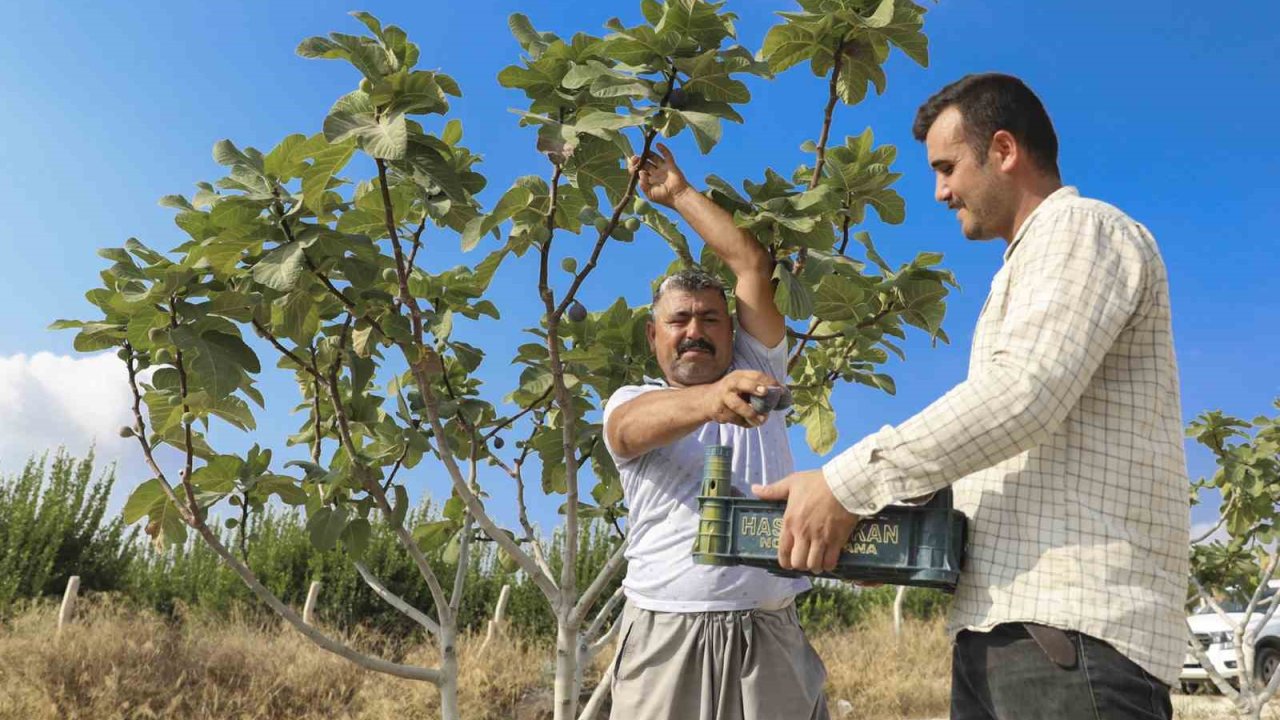 Fidanlar toprakla buluştu, meyveler kasaları doldurdu