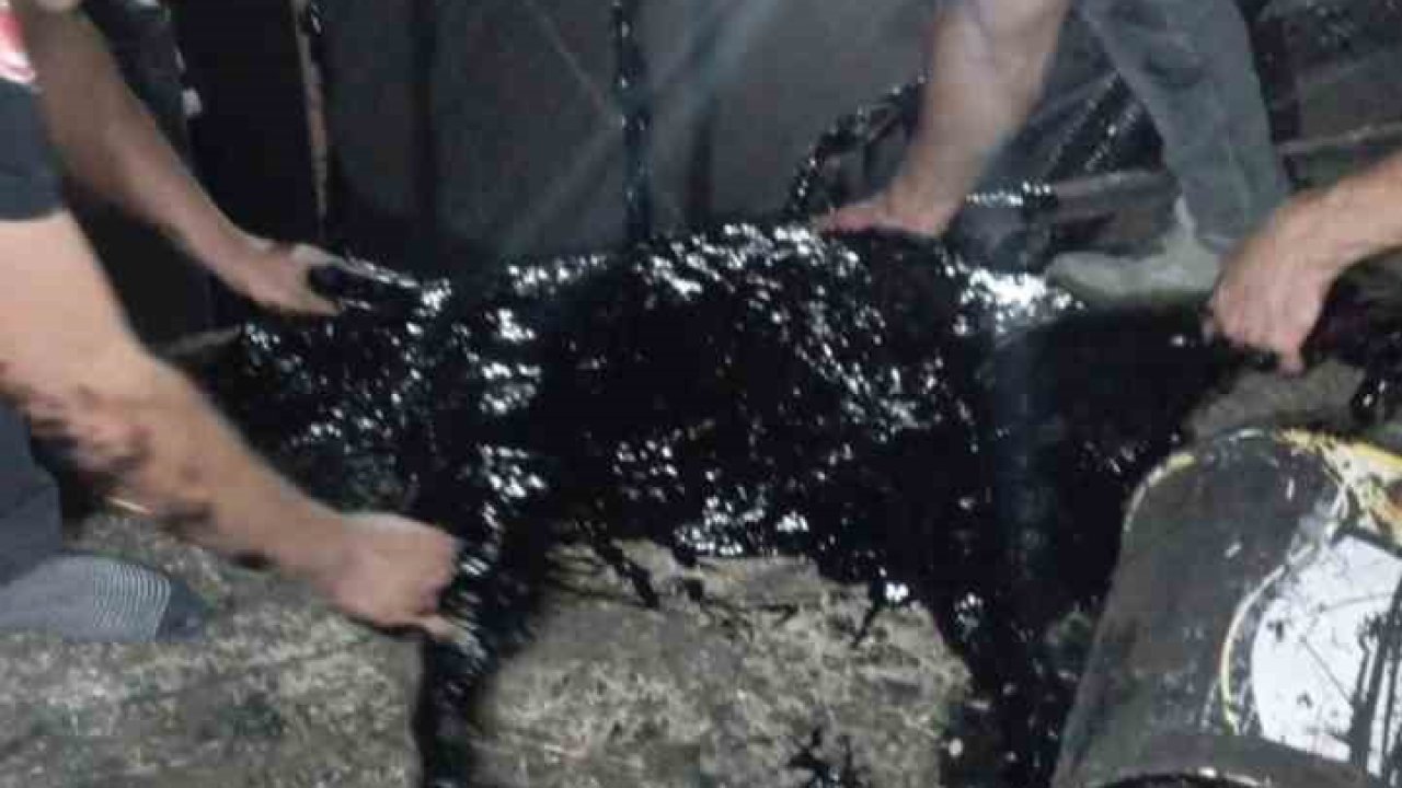 Zift kazanına düşen köpek yarım saatlik müdahale sonrası kurtarıldı