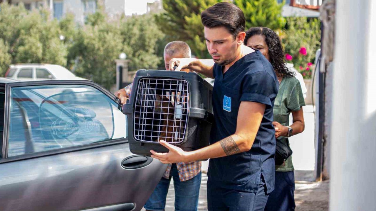 Davutlar Mahallesi’ne Kedi Kısırlaştırma Merkezi açıldı