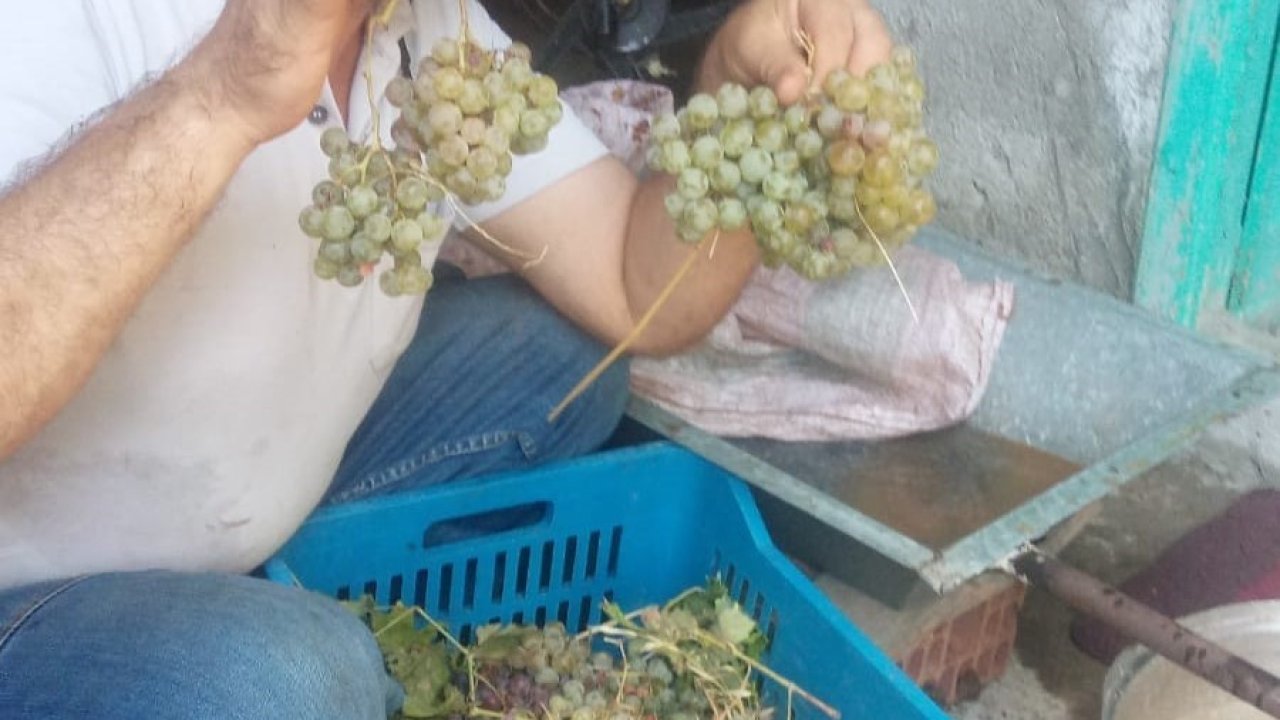 Aydın’da pekmez yapım sezonu başladı