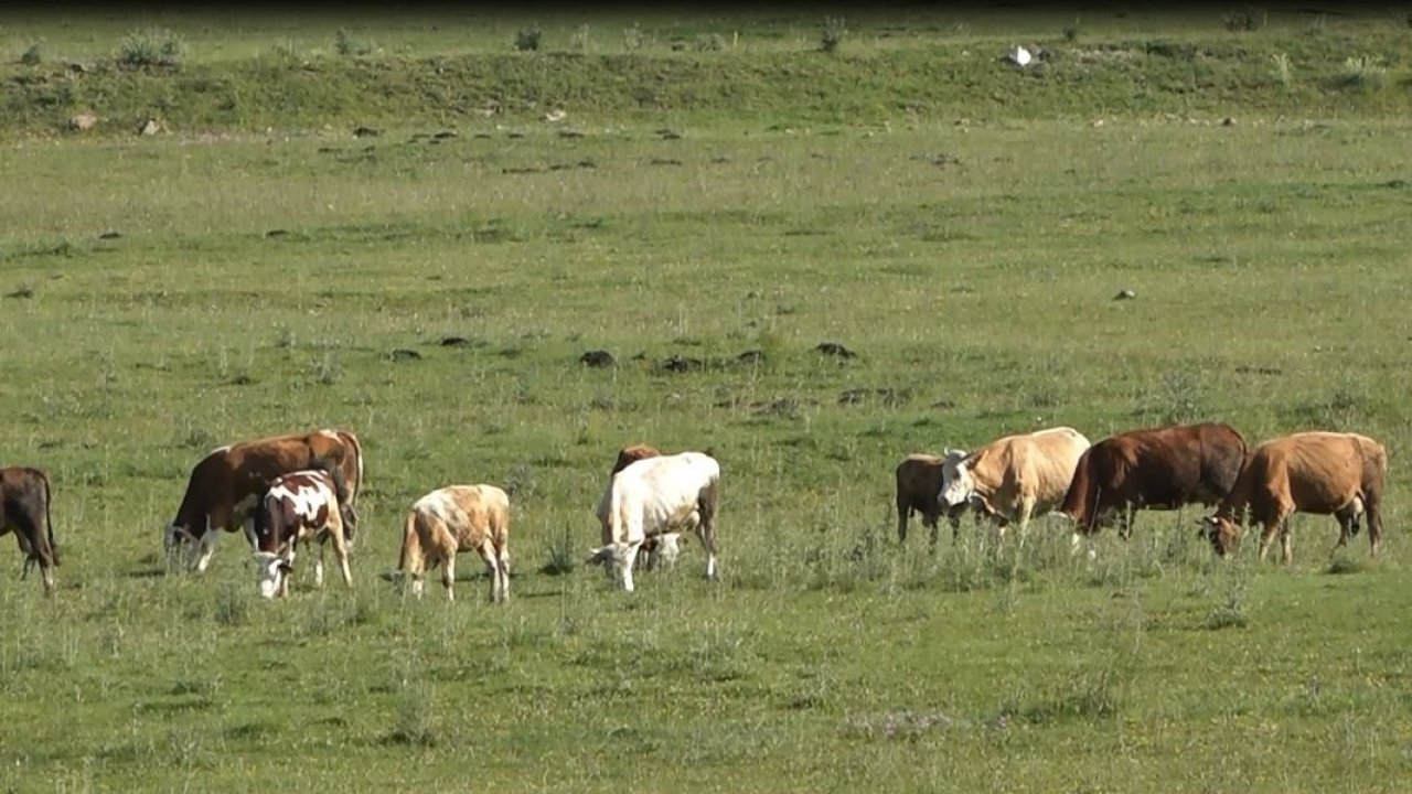 jandarmadan hayvan kaynaklı kazalara karşı SMS ve anonslu uyarı