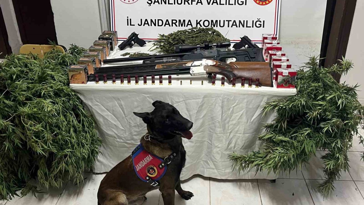 Şanlıurfa’da 1 kilo 508 gram kubar esrar ele geçirildi: 3 gözaltı