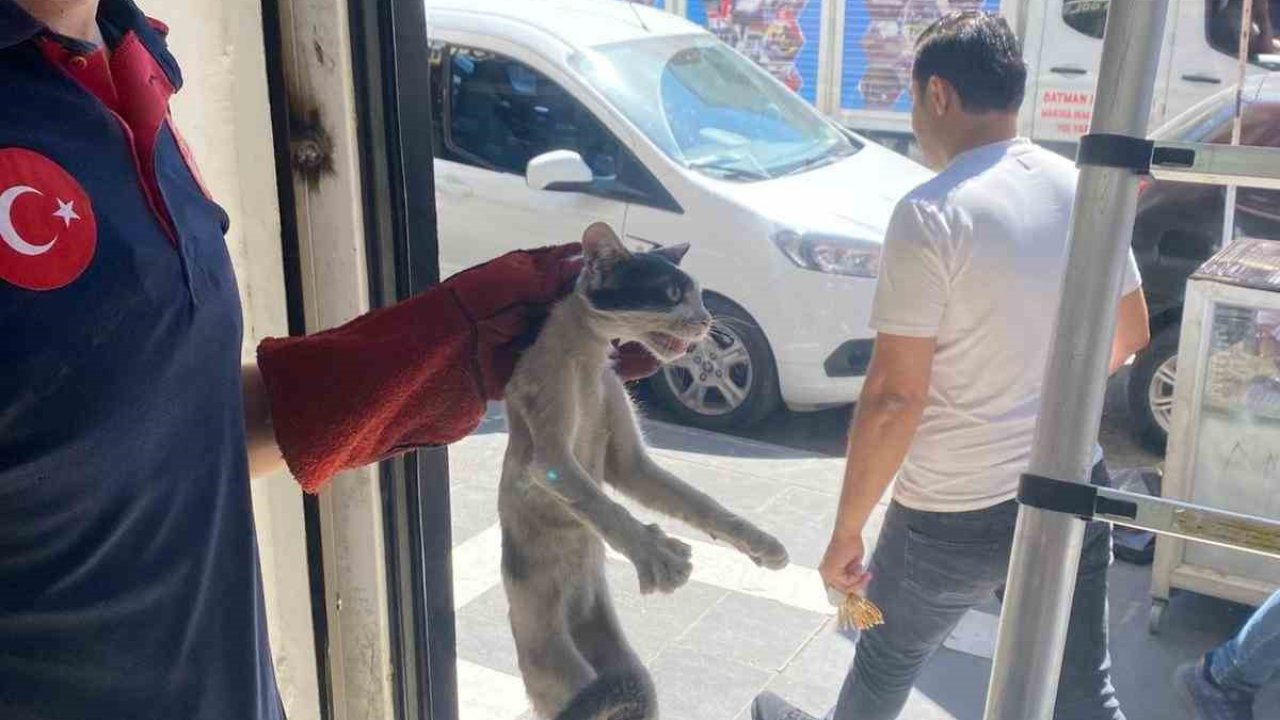 Batman’da platform arasında sıkışan kedi kurtarıldı