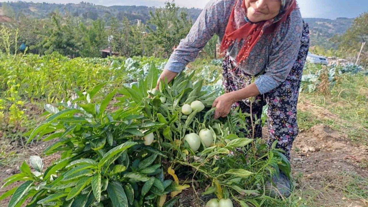 Demirci’de ilk kez pepino yetiştirildi
