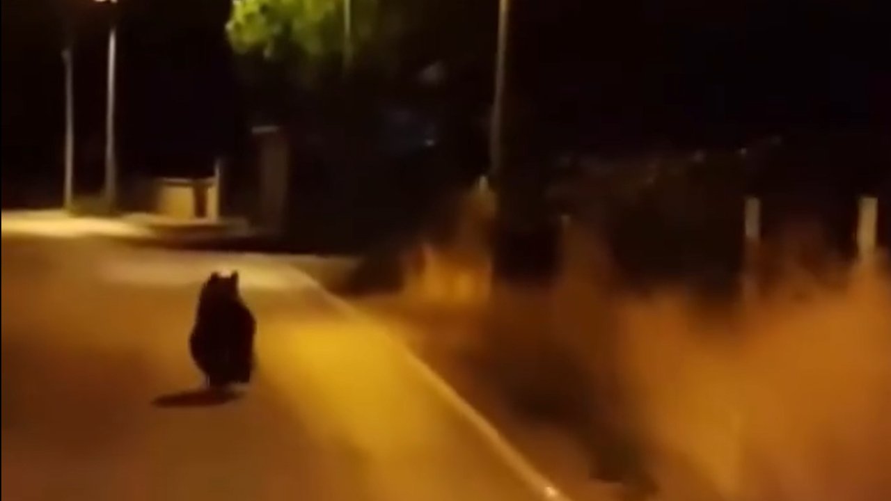 Yalova’da ayı köy yoluna indi