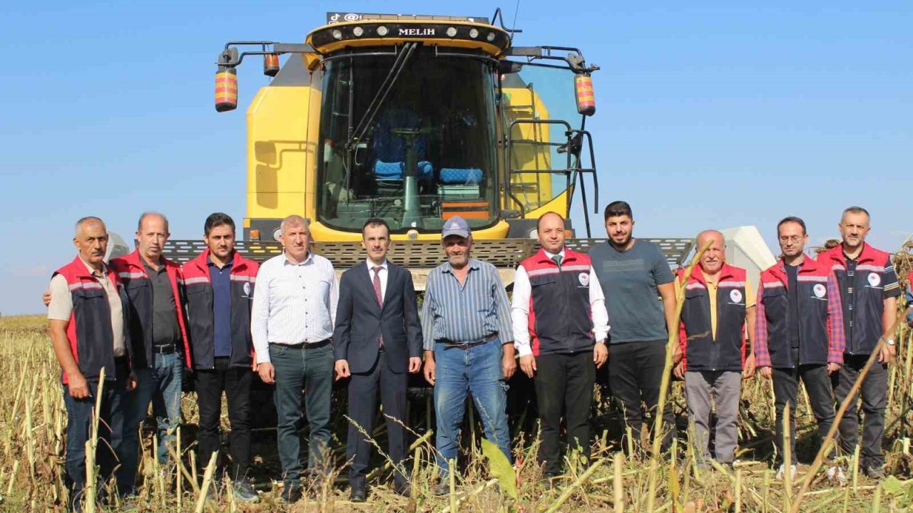 Pazar’da ayçiçeğinde 600 ton ürün bekleniyor