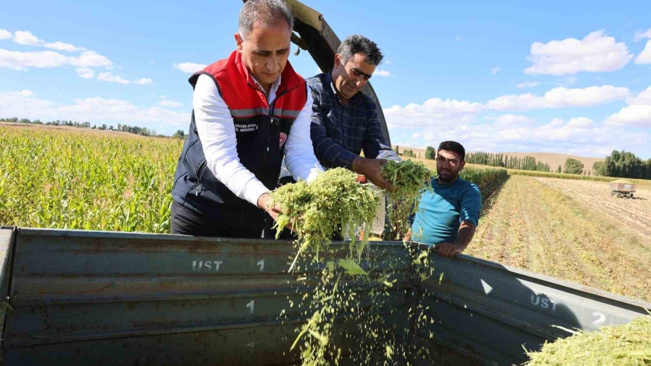 Kars’ta silajlık mısır hasadı