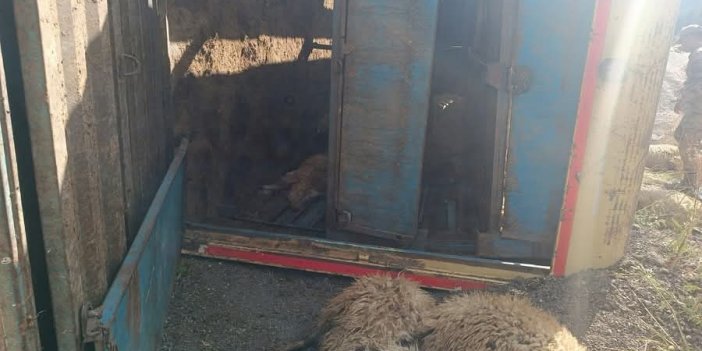 Sarıkamış’ta  devrilen kamyonda 55 küçükbaş telef oldu