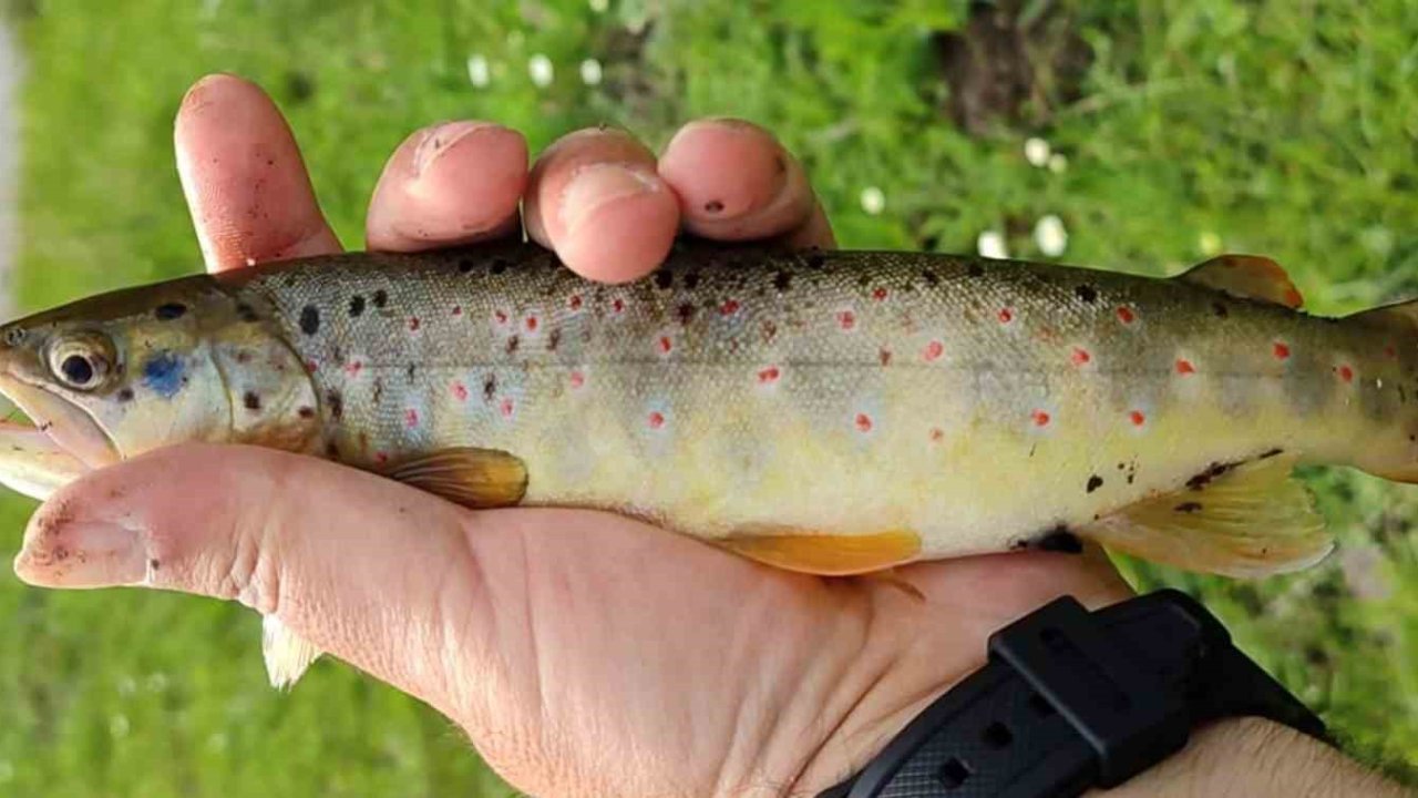 Erzincan’da kırmızı benekli alabalığın nesli tükeniyor