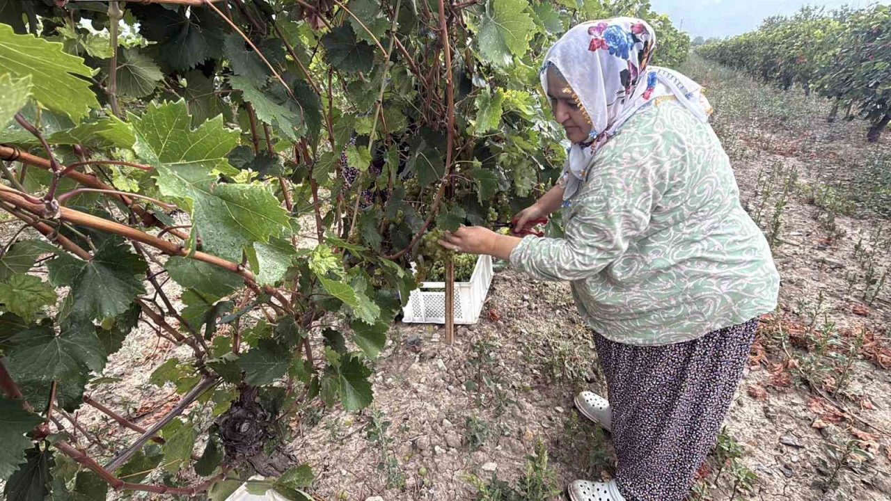 Narince üzümünü de don vurdu, rekolte yüzde 80 düştü