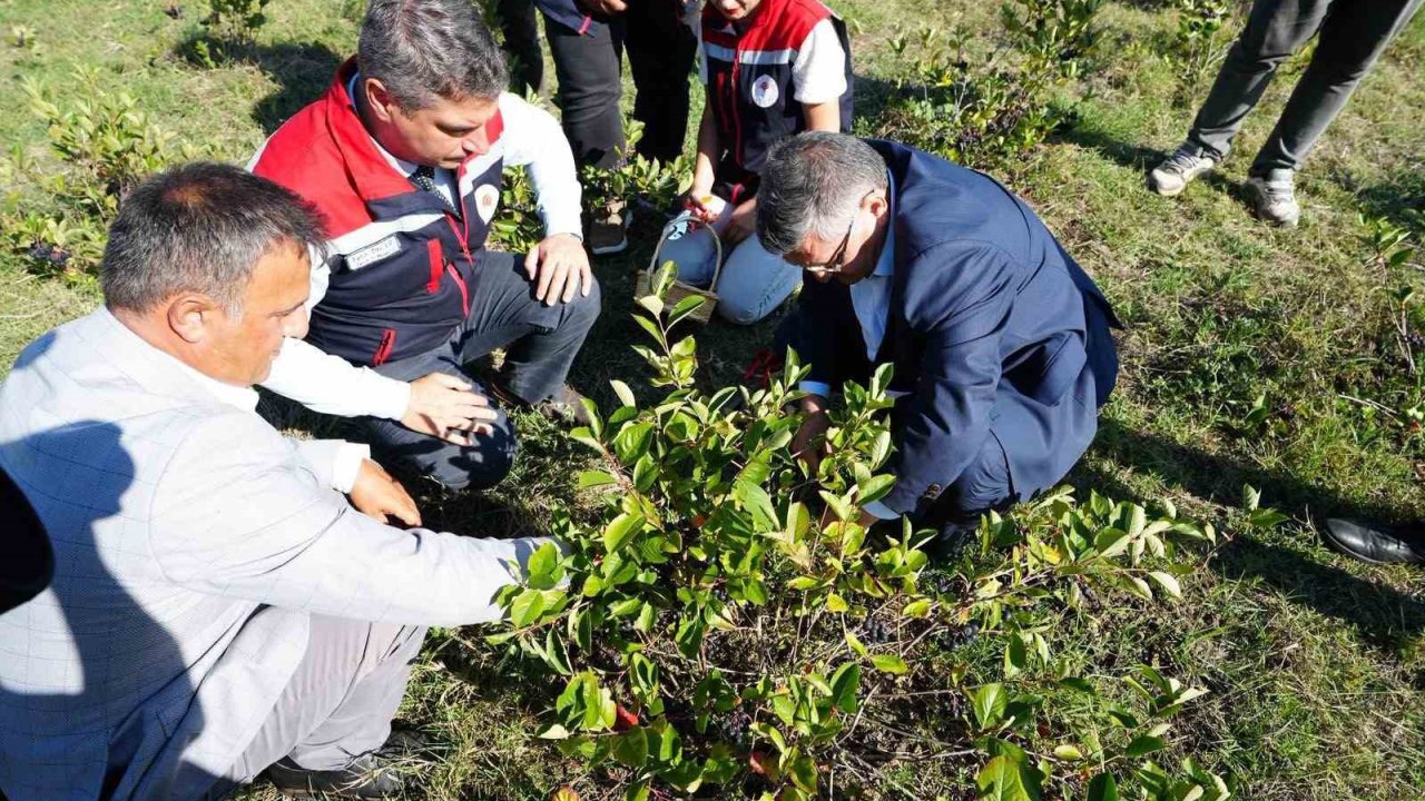 Sinop’ta aronya meyvesi hasadı yapıldı