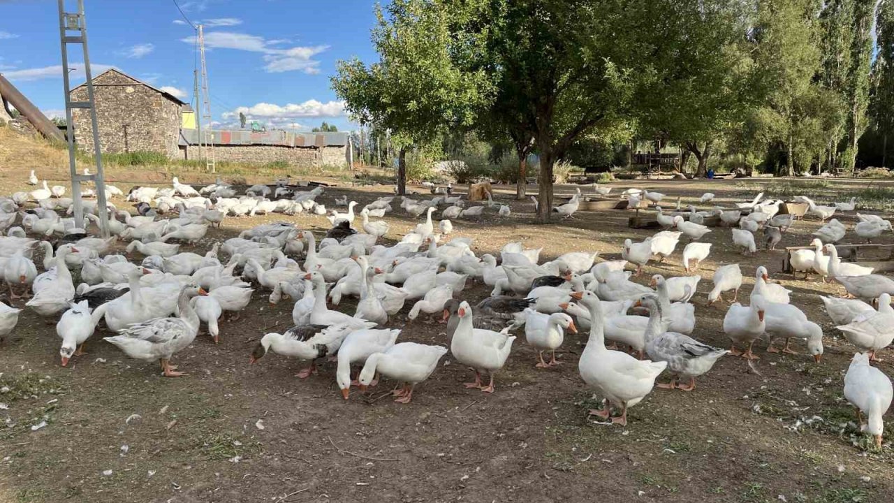 Kars’ta kazlar kesime hazırlanıyor: Sofralık lezzet için geri sayım başladı